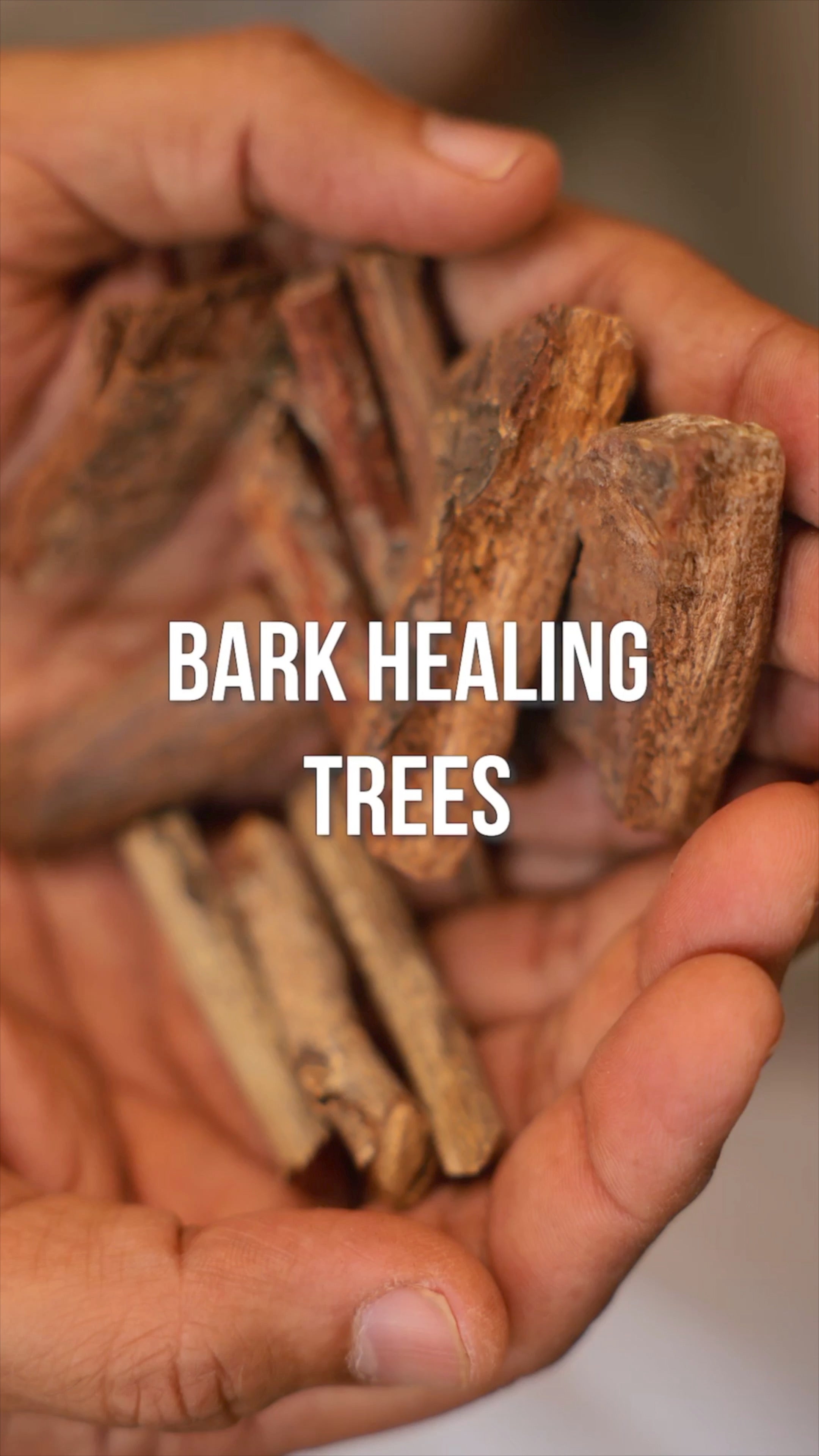 Four Sacred Barks