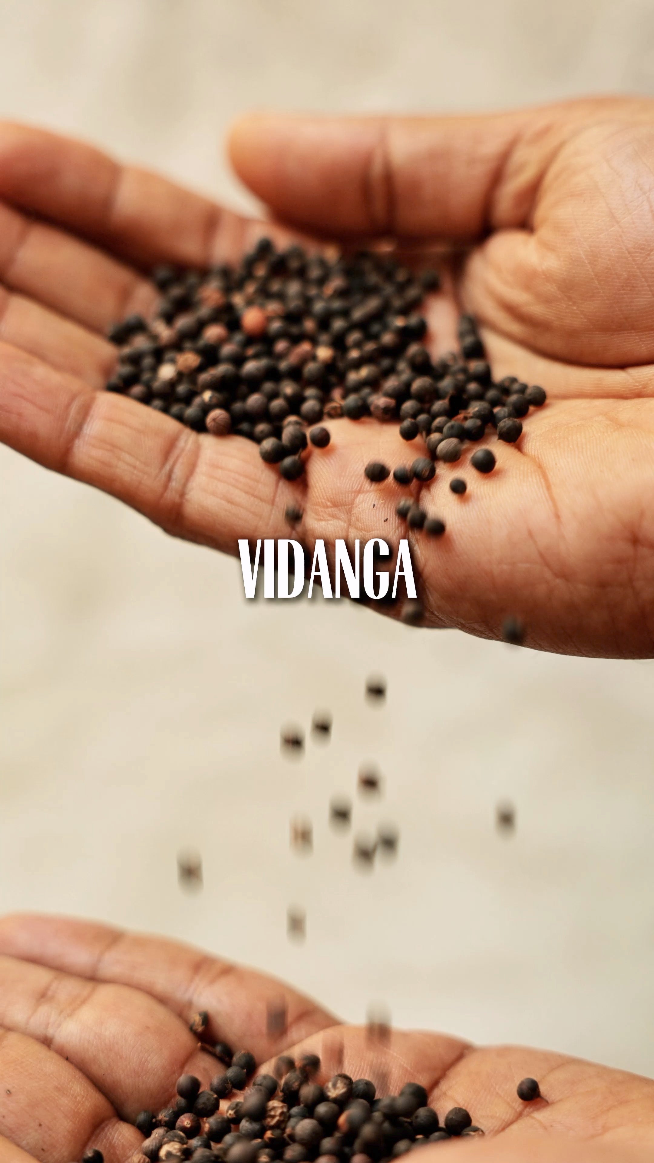 Vidanga