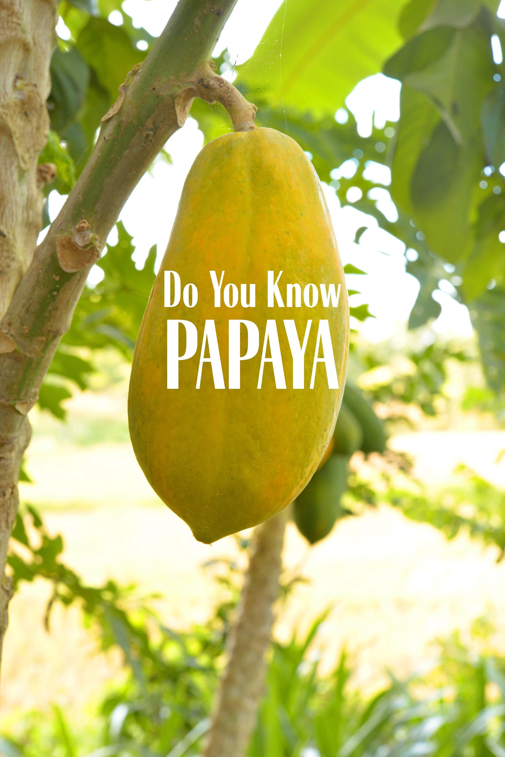 The Power of Papaya