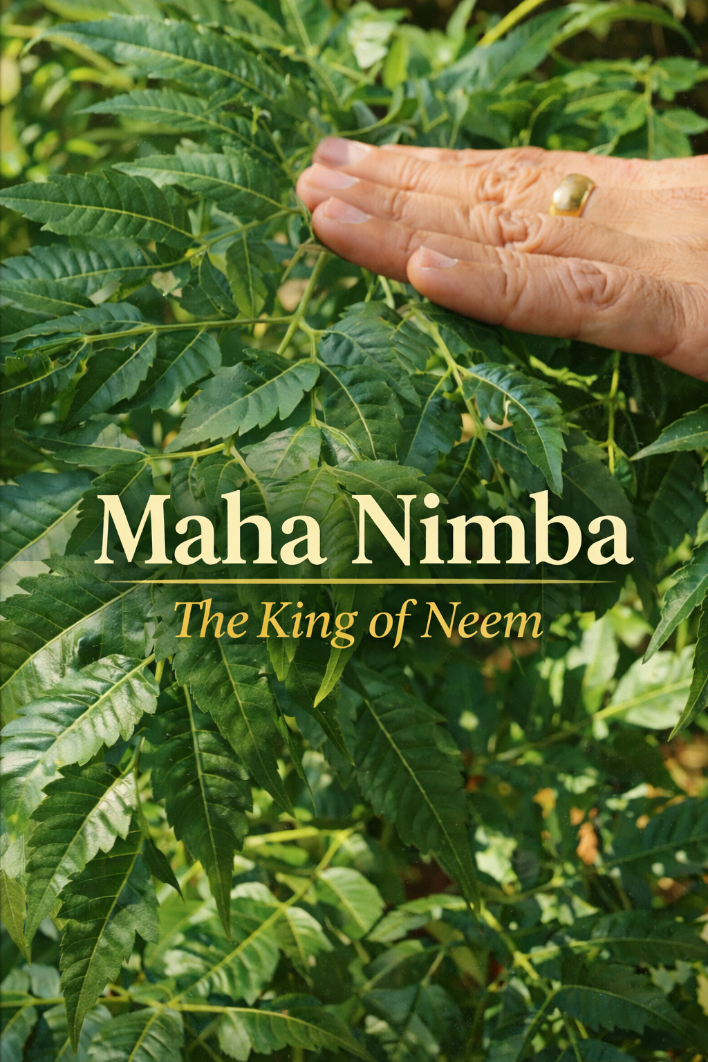 Maha Nimba: The King of Neem for Gut Cleansing and Skin Health