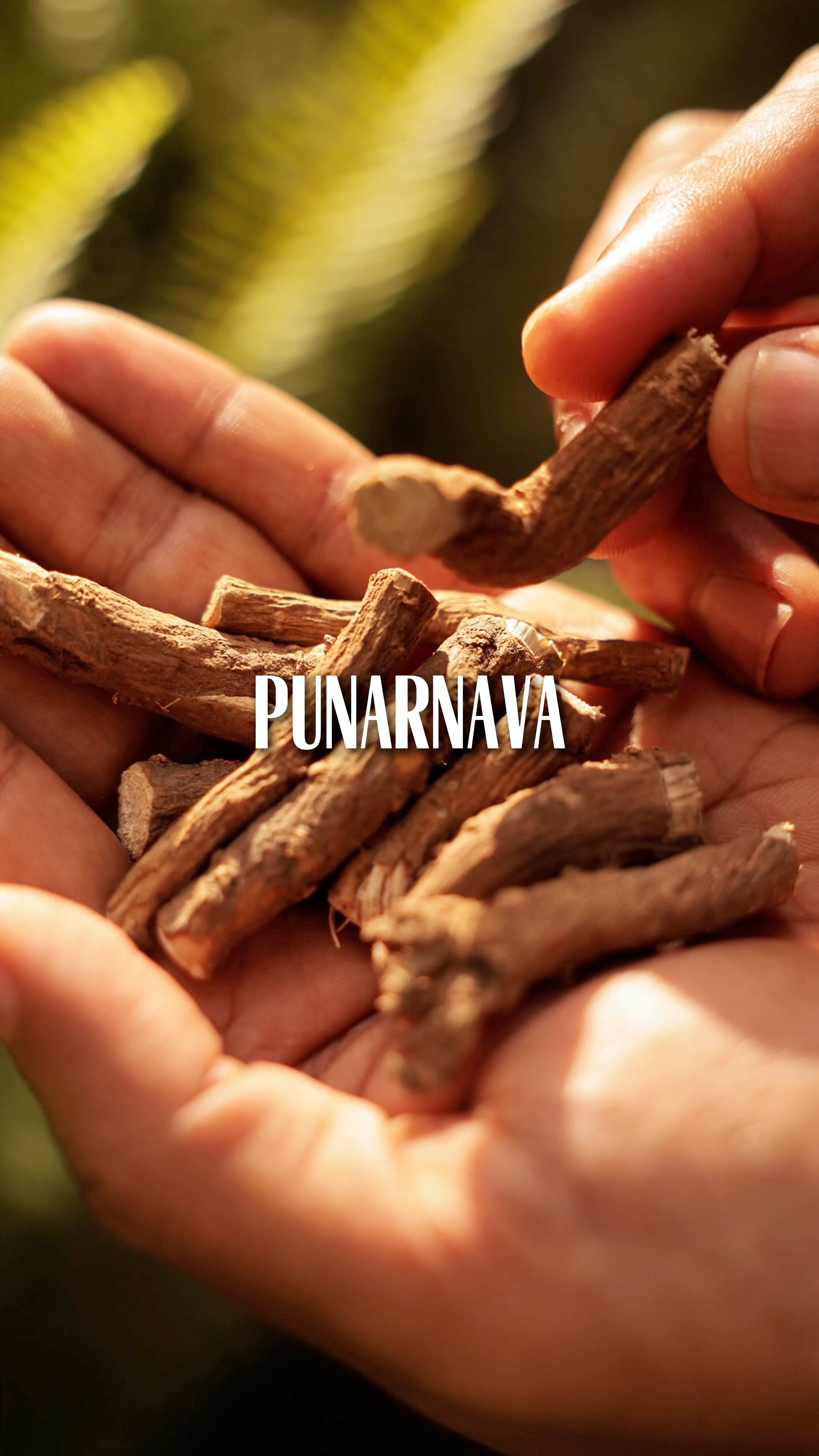 Punarnava: The Root That Makes You “Come Alive”