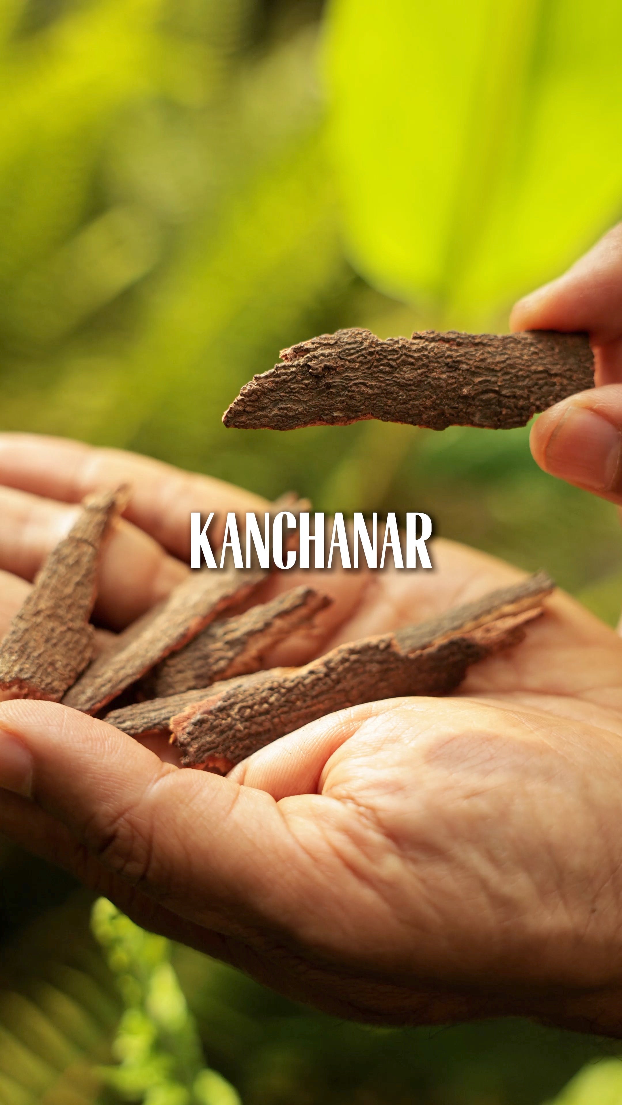 The Purifying Power of Kanchanar