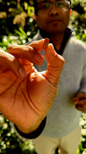Organic Manjishta Powder